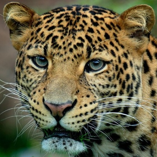 leopards_large