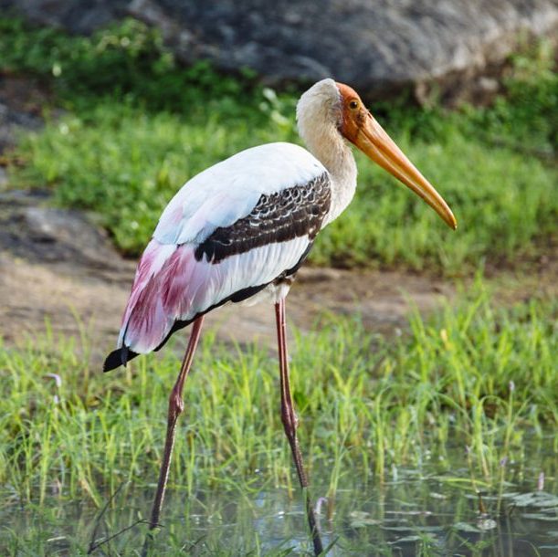 yala-bird-1219x610