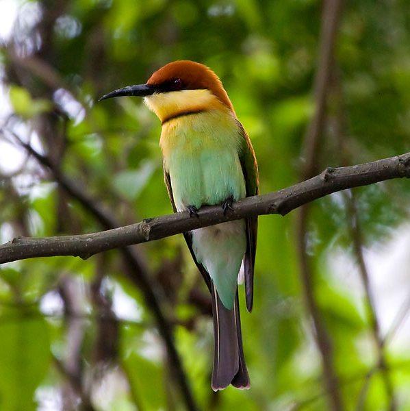 yala-national-park10