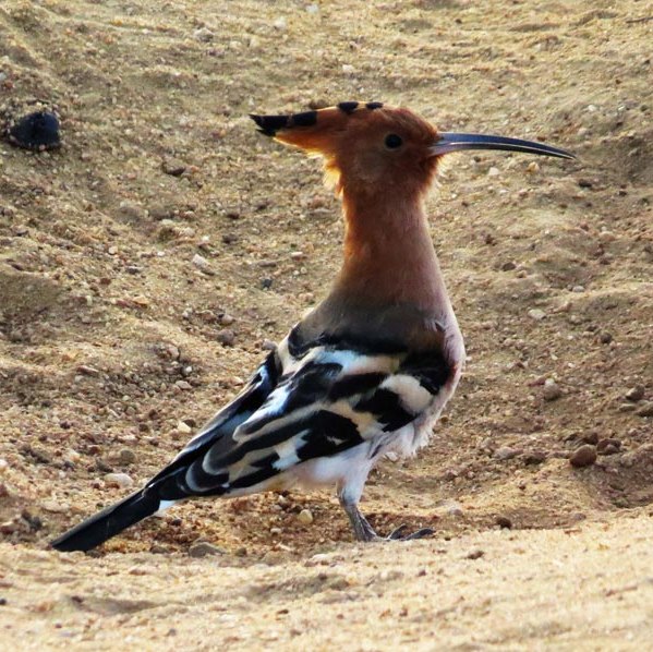yala-national-park8